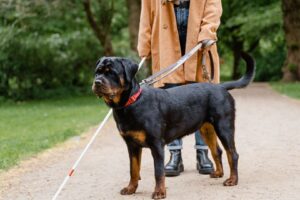 Junger Rottweiler an der Leine bei einer Trainingseinheit im Park