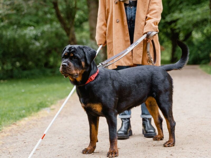 Junger Rottweiler an der Leine bei einer Trainingseinheit im Park