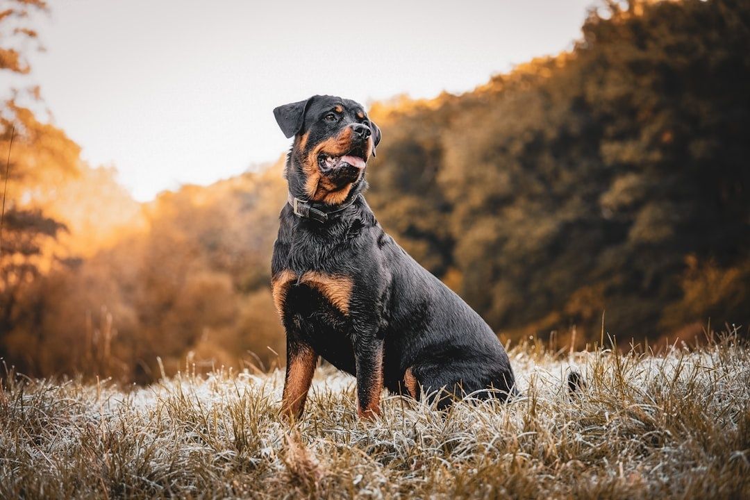 Rottweiler sitzt aufmerksam auf einer frostigen Wiese im Herbst