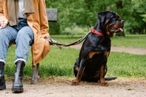 Rottweiler sitzt angeleint neben einer Person im Park