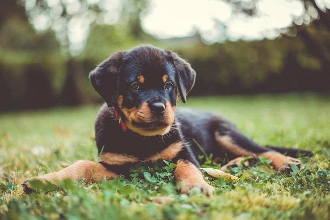 Junger Rottweiler liegt auf einer Wiese im Garten