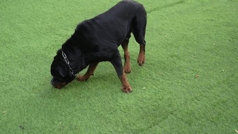 Rottweiler schnüffelt konzentriert über eine grüne Rasenfläche
