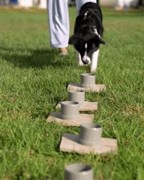 Schwarzer Hund absolviert eine Fährtenübung über mehrere Suchobjekte im Gras
