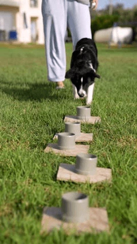 Schwarzer Hund absolviert eine Fährtenübung über mehrere Suchobjekte im Gras
