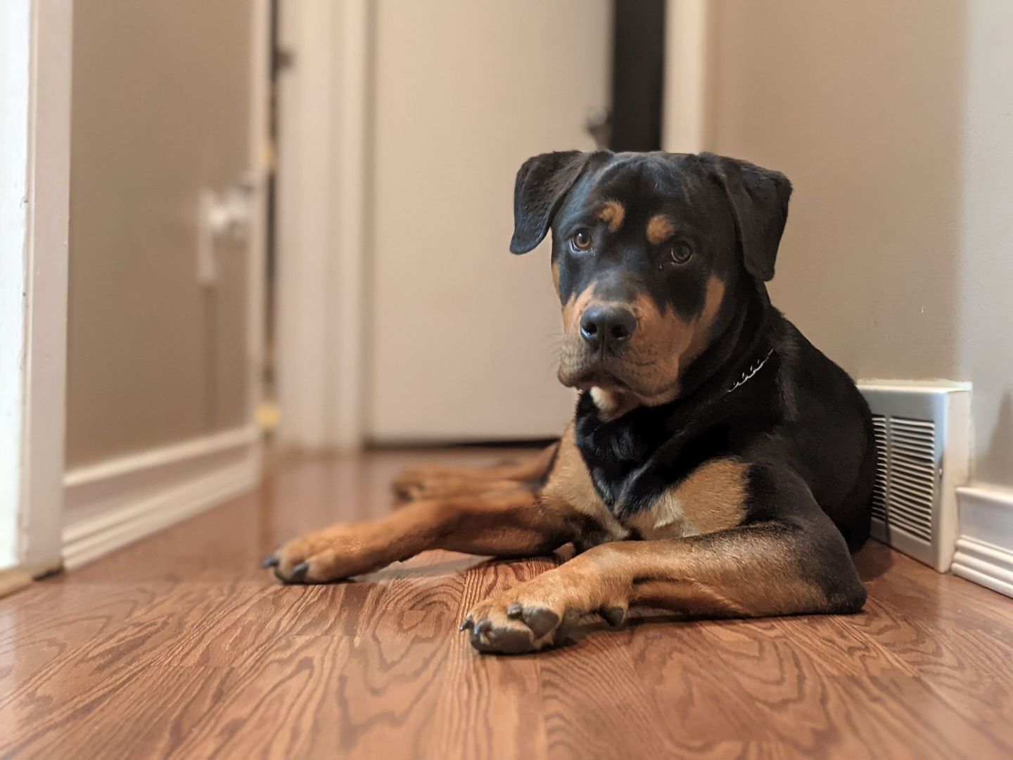 Junger Rottweiler liegt entspannt auf einem Holzboden im Hausflur